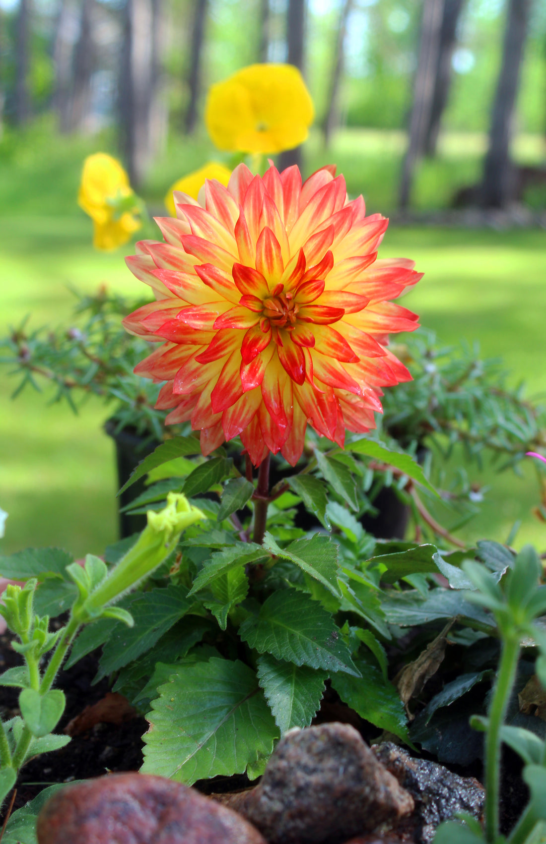 Dahlia Reflections