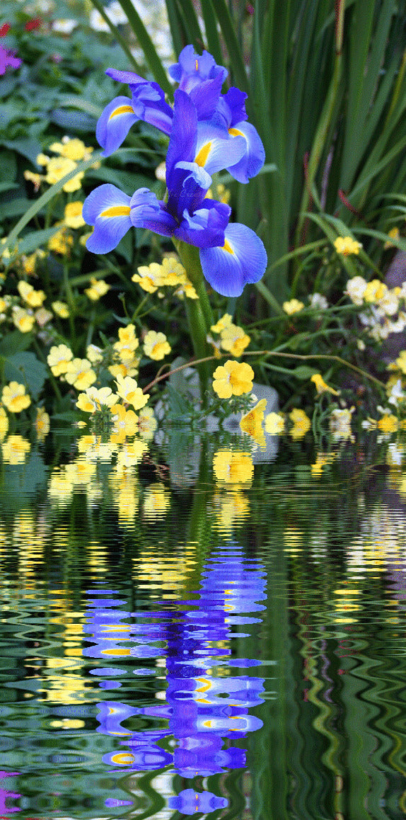 Hopeful Reflections - A moment of Zen