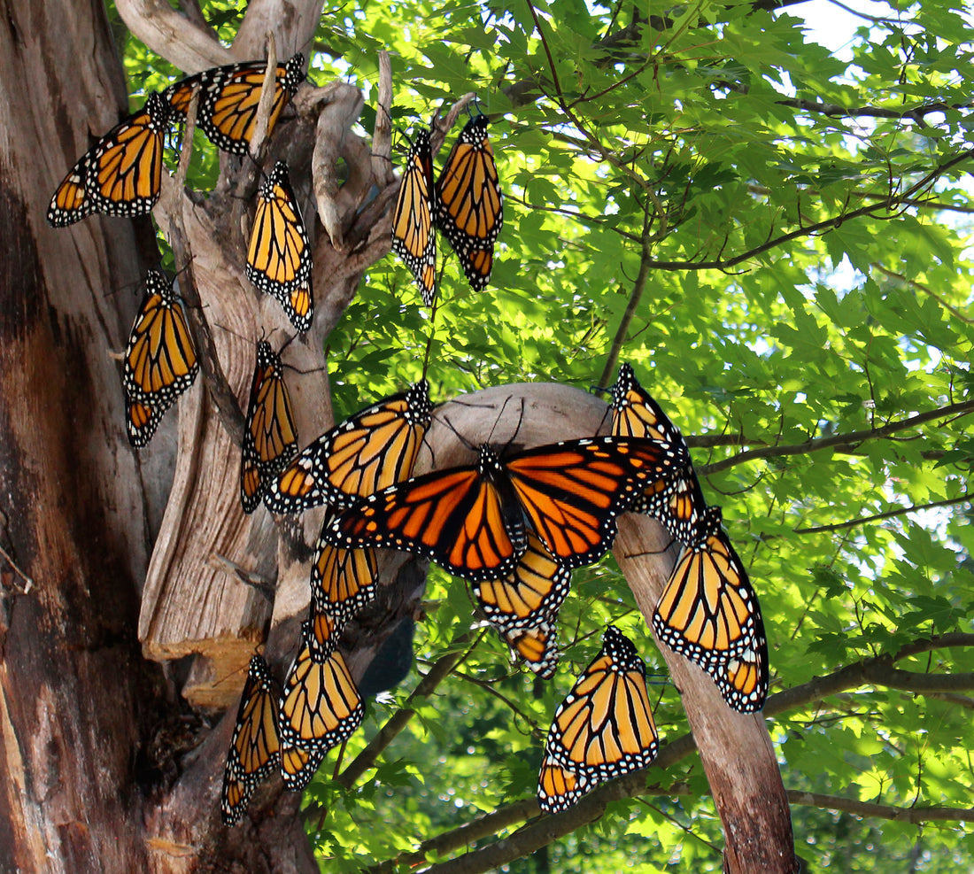 Raising Monarch Butterflies - Caterpillar Update