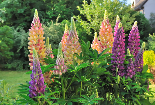 Lupine Serene Sentiments