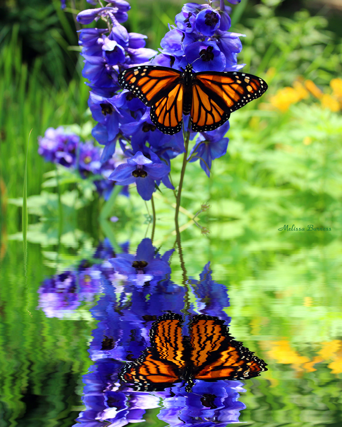 Monarch Butterfly On Delphinium Reflection Relaxing Video