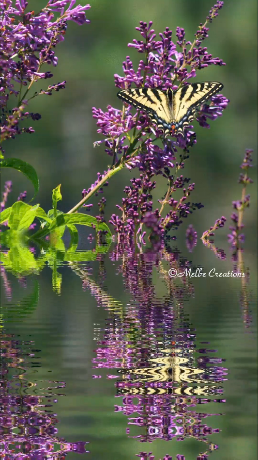 Tiger Swallowtail on Lilac