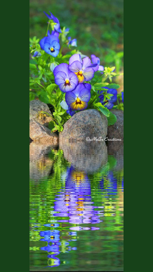 A Moment Of Zen - Pansy Reflections