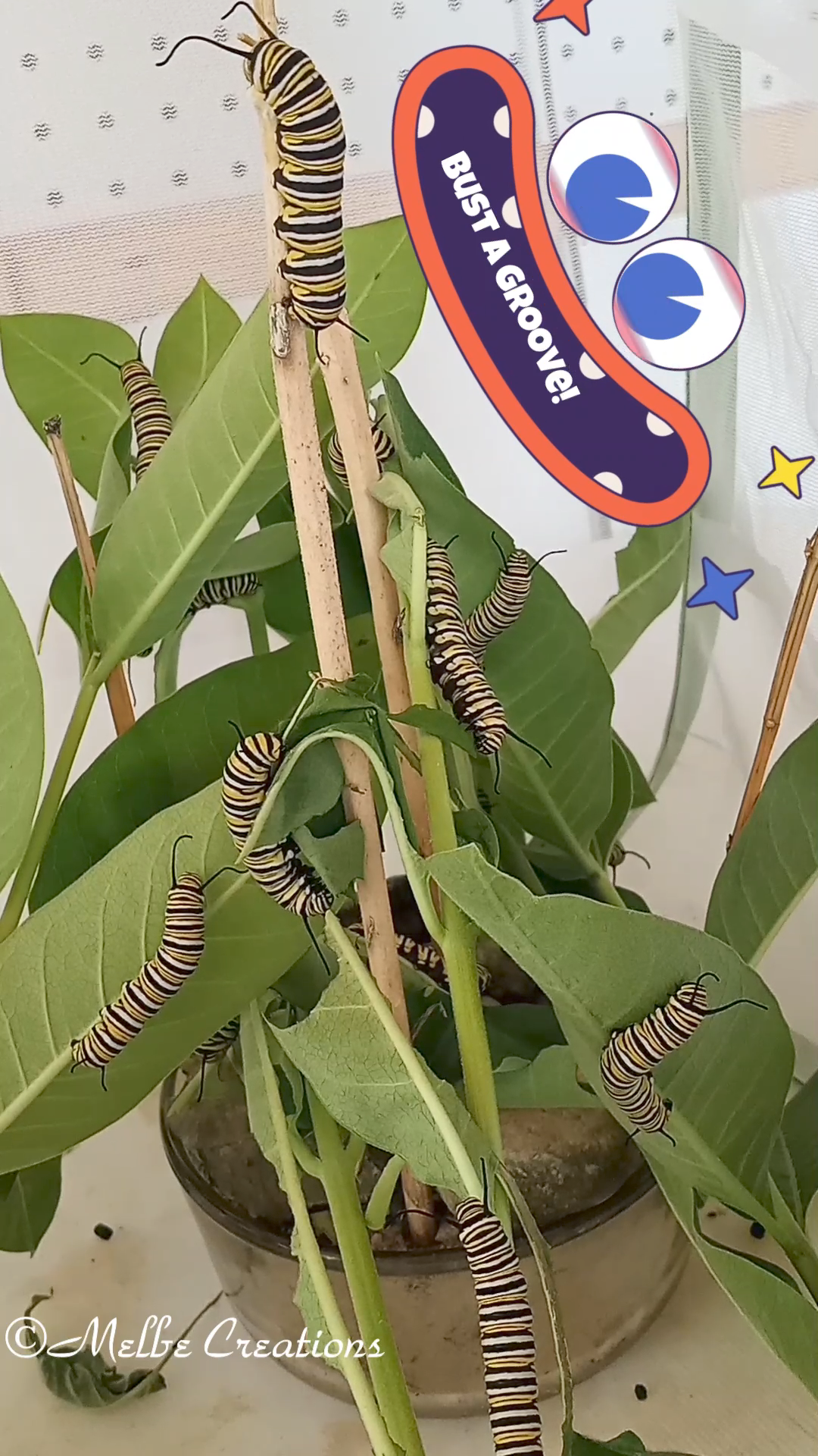 Caterpillars Busting A Groove