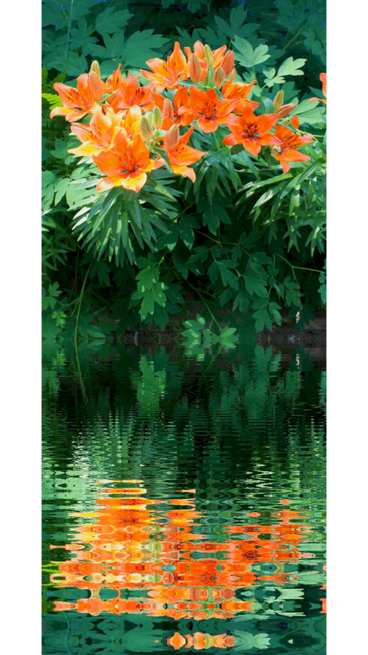 Lily Reflections for relaxation