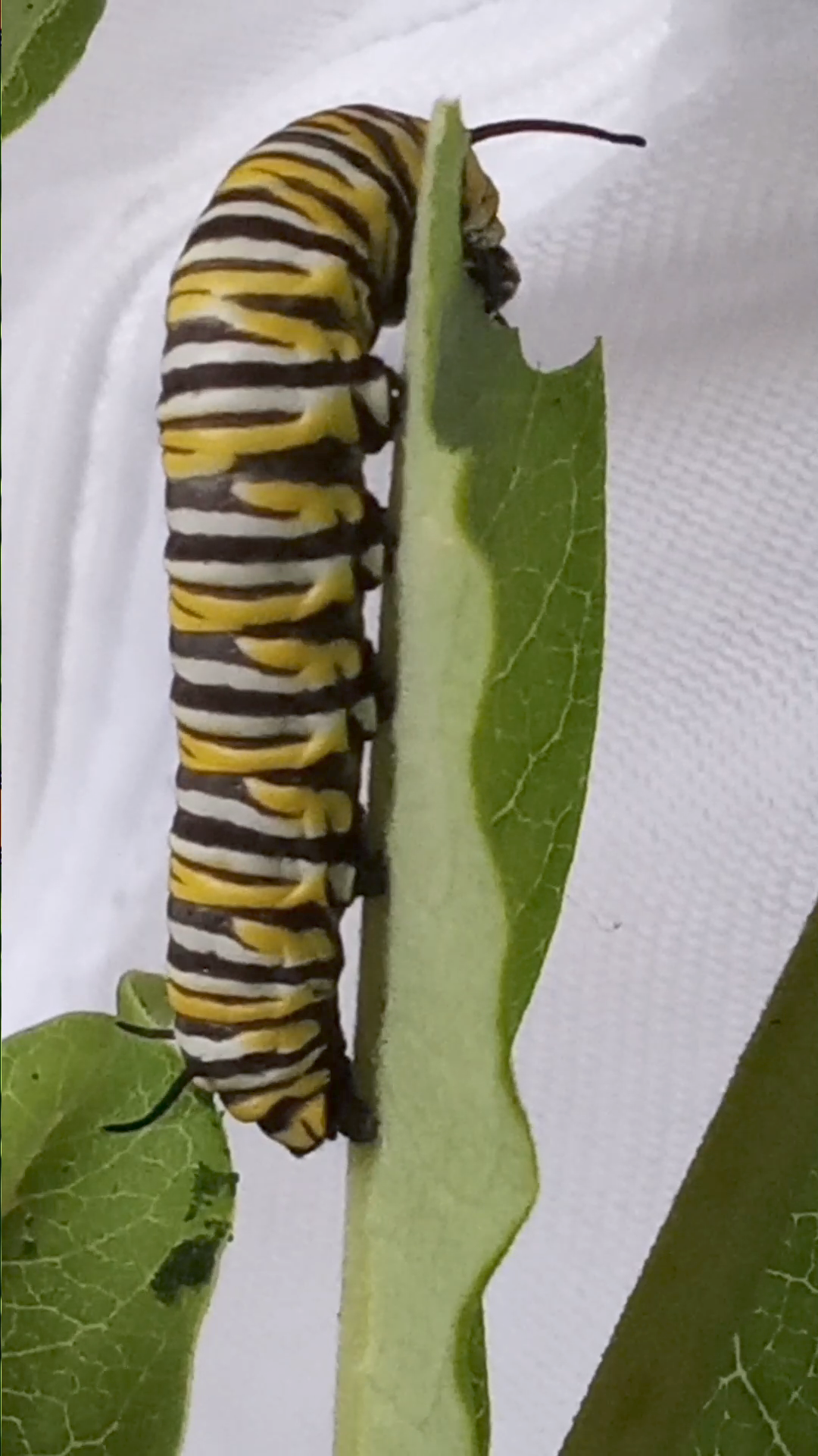 Caterpillars POOP A LOT!