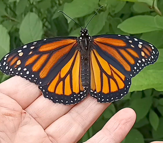 Monarch Butterfly Release