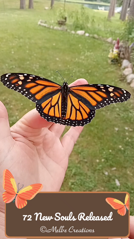 Monarch Butterfly Release 2