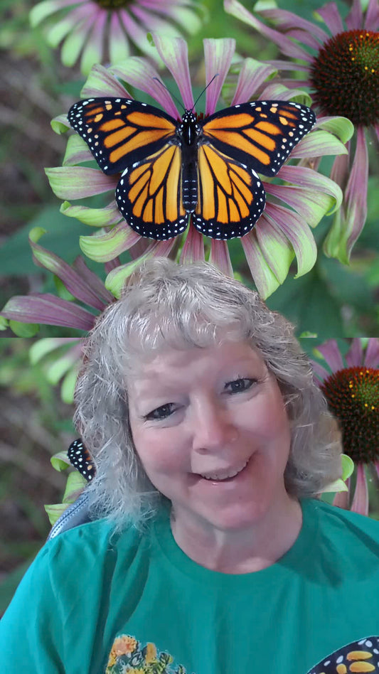 Monarch Butterfly Season