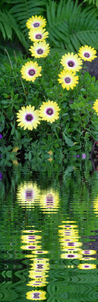 Daisy Reflections