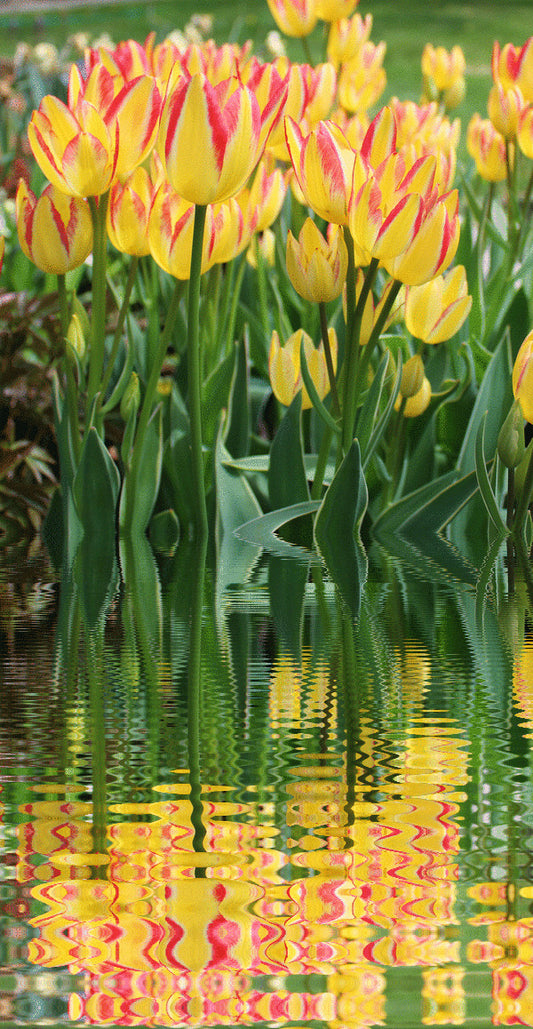 Tulip Reflections
